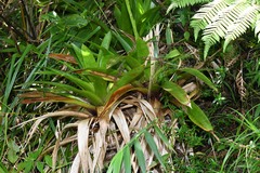 Guzmania plumieri
