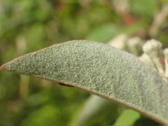 Cotoneaster frigidus