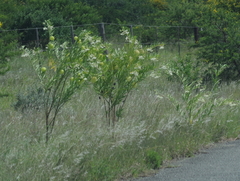 Gomphocarpus physocarpus