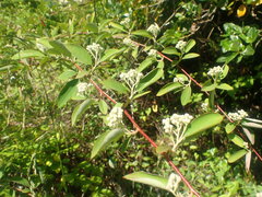 Cotoneaster frigidus