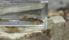 Etheostoma bison