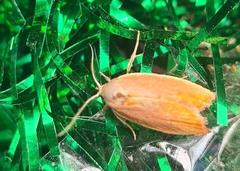 Ptyoptila matutinella