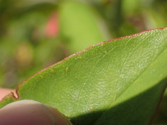 Cotoneaster frigidus