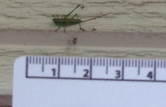 Conocephalus strictus