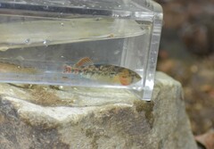 Etheostoma bison