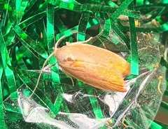 Ptyoptila matutinella