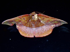 Fascellina clausaria