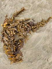 Sargassum sinclairii