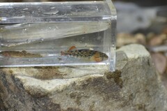 Etheostoma bison