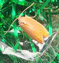 Ptyoptila matutinella