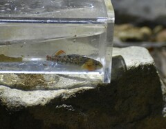 Etheostoma bison