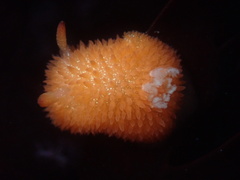 Acanthodoris lutea