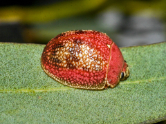 Paropsis carnosa