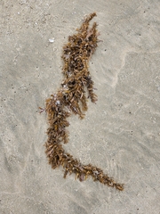 Sargassum sinclairii