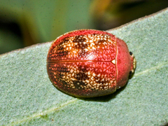 Paropsis carnosa