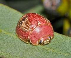 Paropsis carnosa