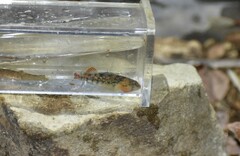 Etheostoma bison