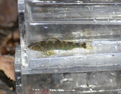 Etheostoma histrio