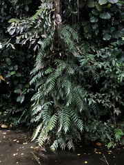 Stenochlaena palustris