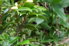 Myrcia splendens