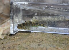 Etheostoma histrio