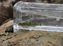 Etheostoma histrio