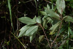 Myrsine coriacea