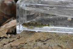 Etheostoma histrio