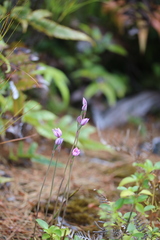 Thelymitra pulchella