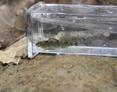 Etheostoma histrio