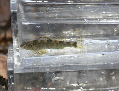 Etheostoma histrio