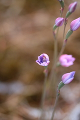 Thelymitra pulchella