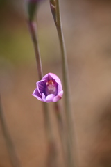 Thelymitra pulchella