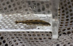 Etheostoma lynceum