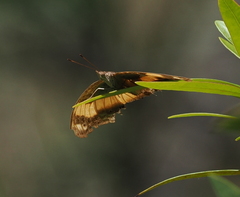 Yoma sabina