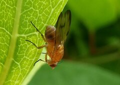 Minettia inusta