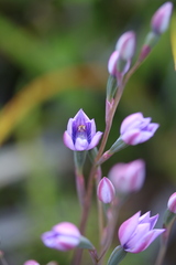 Thelymitra pulchella