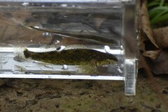 Etheostoma lynceum