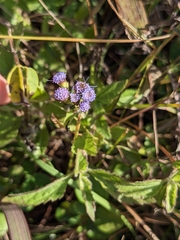 Praxelis clematidea