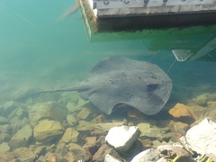 Bathytoshia brevicaudata