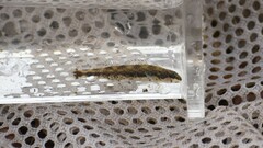 Etheostoma lynceum
