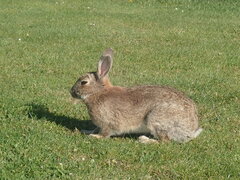 Oryctolagus cuniculus cuniculus