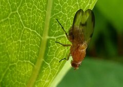 Minettia inusta