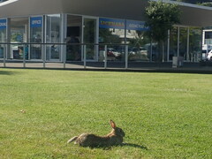 Oryctolagus cuniculus cuniculus