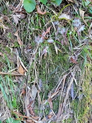 Notoseris melanantha