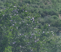 Ehretia rigida