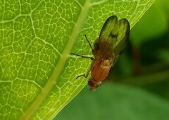 Minettia inusta