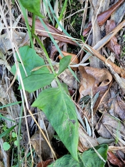 Notoseris melanantha