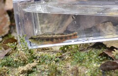 Etheostoma pyrrhogaster