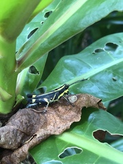 Traulia azureipennis